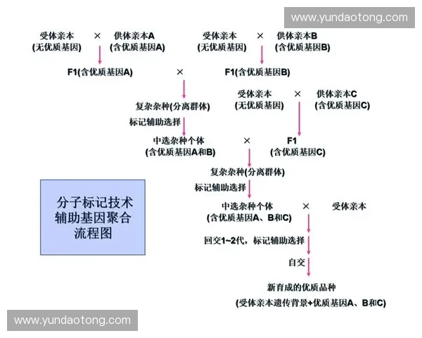 围绕超神英雄辅助构建全新战术体系的深度解析指南全面策略运用手册